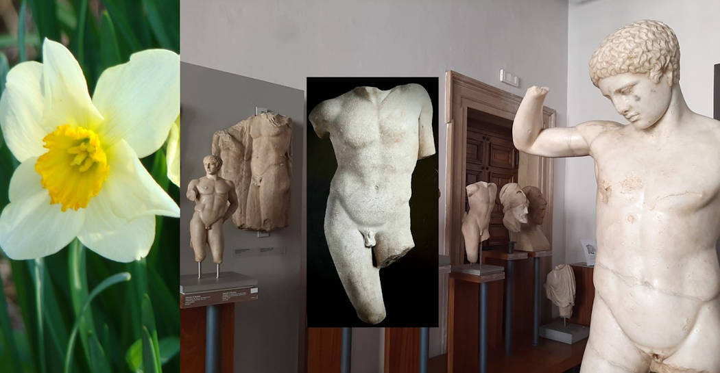 Museo Barracco, sala V, particolare Torso di Narciso