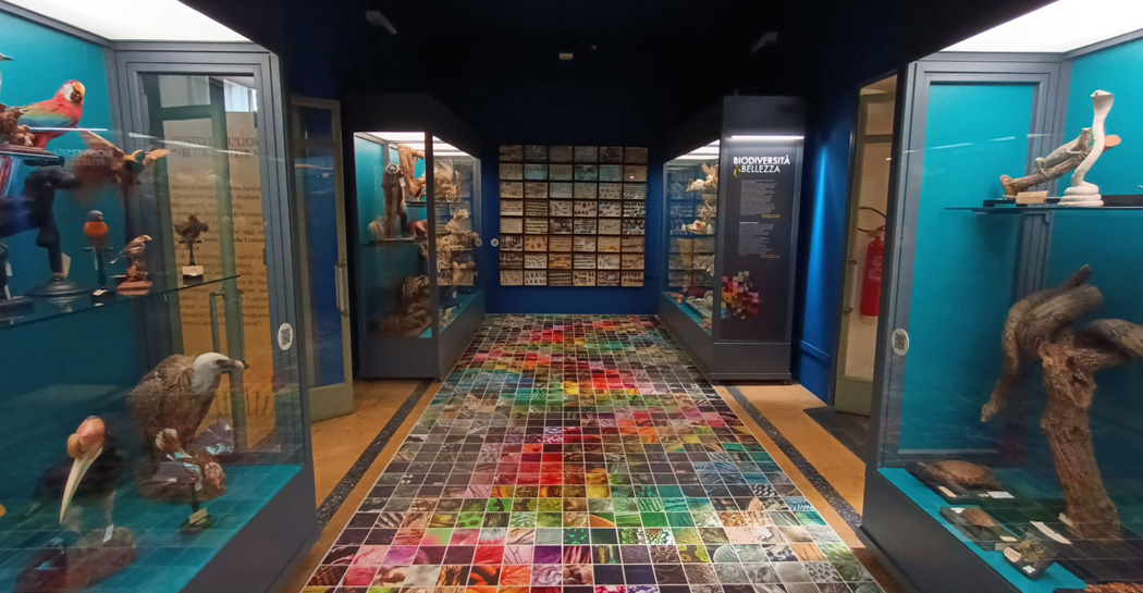 Museo Civico di Zoologia - apertura di due nuovi spazi espositivi