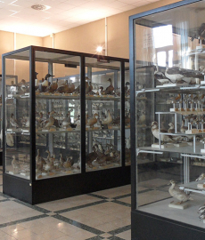 Laboratori al Museo Civico di Zoologia
