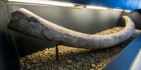 Una delle grandi zanne di elefante antico custodite nel  Museo di Casal de Pazzi
