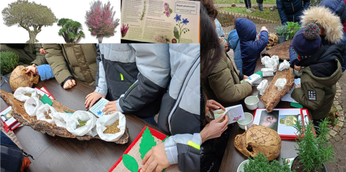 ) L’ulivo, la palma nana, l’albero di Giuda, e le esperienze multisensoriali al Museo di Casal de’ Pazzi sulle erbe e piante utilizzate nel Pleistocene dalle comunità neandertaliane