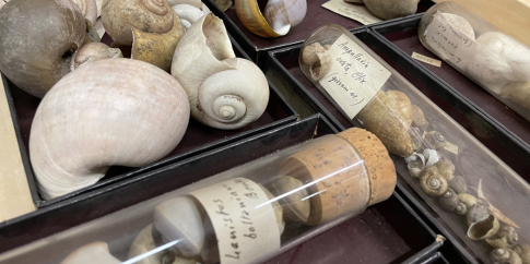 Coll.malacologica PIERSANTI 