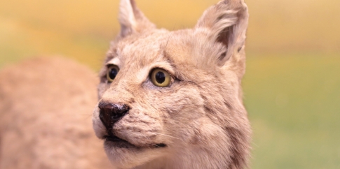 A Carnevale … ogni gatto … vale