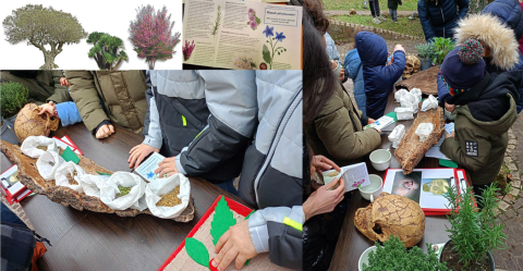 ) L’ulivo, la palma nana, l’albero di Giuda, e le esperienze multisensoriali al Museo di Casal de’ Pazzi sulle erbe e piante utilizzate nel Pleistocene dalle comunità neandertaliane
