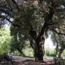 Foto del Leccio (Quercus ilex)